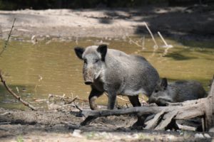 Wild boars in the wallow Wild boars in the wallow