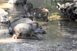 Wild boars in the wallow Wild boars in the wallow