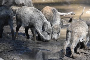 Wild boars in the wallow Wild boars in the wallow