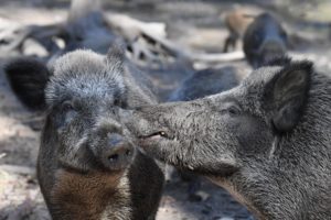 Wild boars in the wallow Wild boars in the wallow