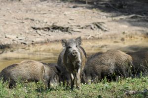 Wild boars in the wallow Wild boars in the wallow