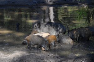 Wild boars in the wallow Wild boars in the wallow