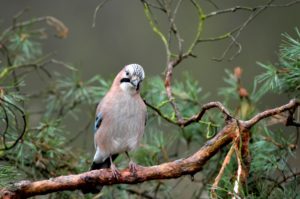 jay jay