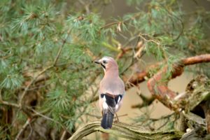 jay jay