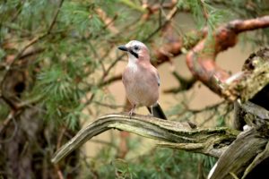 jay jay