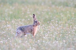 Hare Hare