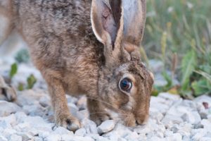Hare Hare