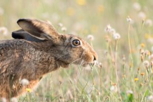 Hare Hare