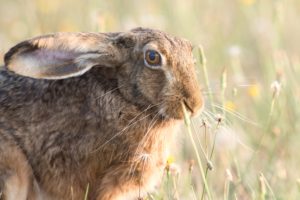 Hare Hare