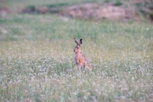 Hare Hare