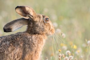 Hare Hare