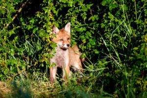 Fox pups Fox pups