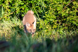 Fox pups Fox pups