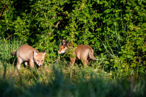 two young foxes two young foxes