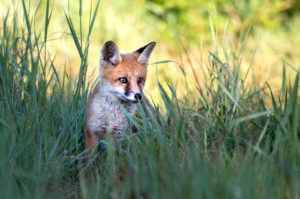 Fox pups Fox pups