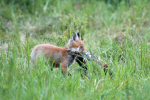 Young fox with prey Young fox with prey