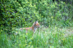 Young fox Young fox