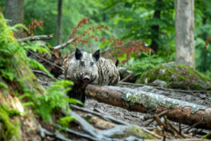 Wild boars in the mixed forest Wild boars in the mixed forest