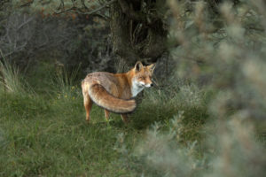 Young fox Young fox