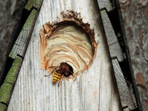Hornets nest in a nest box Hornets nest in a nest box