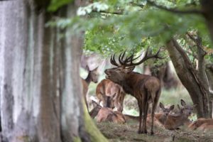 Red deer Red deer