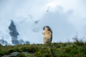Groundhog in autumn Groundhog in autumn