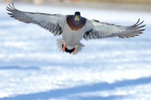 Mallard Mallard