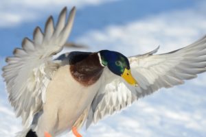 Mallard Mallard