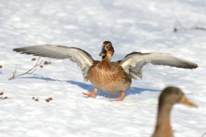 Mallards Mallards