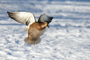 Mallard Mallard
