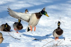Mallards Mallards