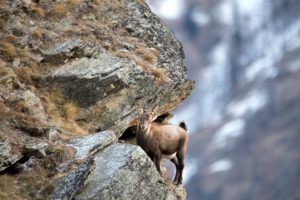 Ibex in the high mountains Ibex in the high mountains