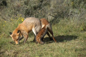 Red foxes Red foxes