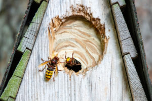 Hornets in summer Hornets in summer