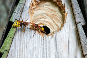 Hornets in summer Hornets in summer