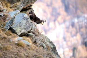 chamois chamois