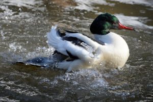 Goosander Goosander