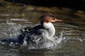 Goosander Goosander