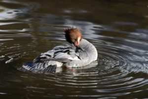 Goosander Goosander