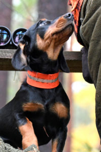 Driven hunt, hunting dog Driven hunt, hunting dog