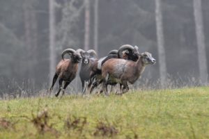 The mouflon rutting season The mouflon rutting season