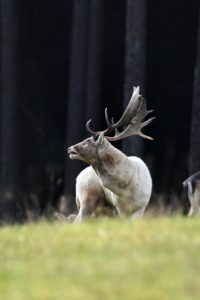Fallow deer Fallow deer