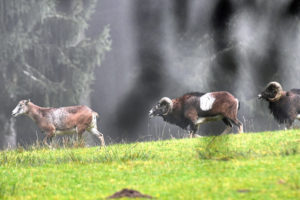 The mouflon rutting season The mouflon rutting season