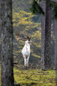 Fallow deer Fallow deer