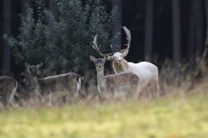 Fallow deer Fallow deer