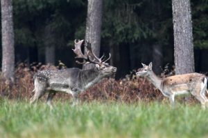 Fallow deer Fallow deer