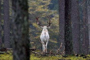 Fallow deer Fallow deer