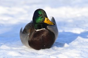Mallard Mallard