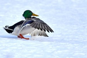 Mallard Mallard