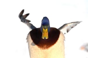 Mallard Mallard